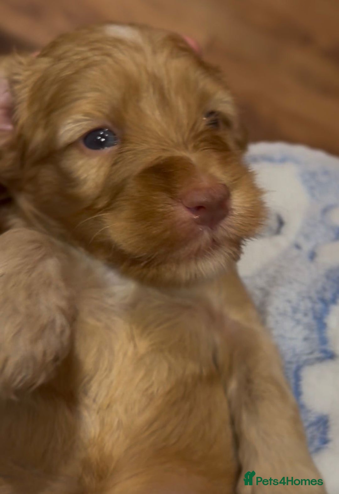 Cockapoo dogs for sale: Adorable F2 cockapoos - Advert 9