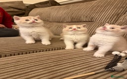 British Shorthair cats for sale: Stunning litter of kittens  - Advert 5