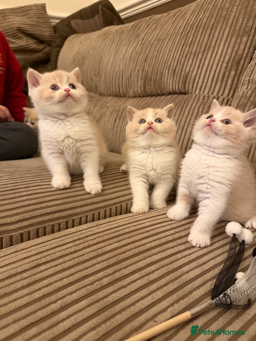 British Shorthair cats for sale: Stunning litter of kittens  - Advert 5