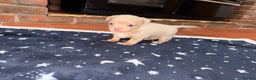 Mixed Breed dogs for sale: Outstanding chihuahua x miniature JRT puppies - Advert 20