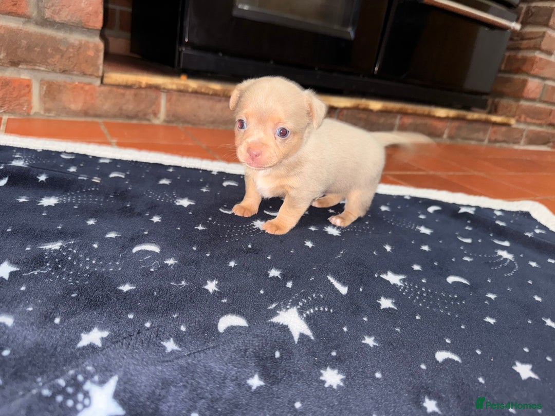 Mixed Breed dogs for sale: Outstanding chihuahua x miniature JRT puppies - Advert 20