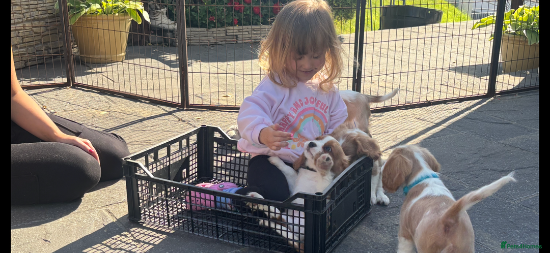 Cavalier King Charles Spaniel dogs for sale: Cavalier King Charles Spaniel  - Image 1