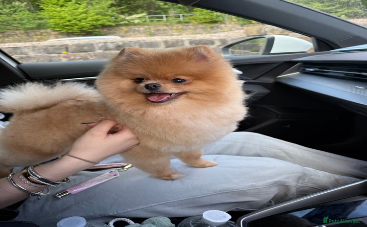 Pomeranian dogs - Advert 2