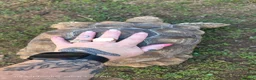 Tortoise reptiles for sale: 5yr old male sulcata tortoise  - Advert 5