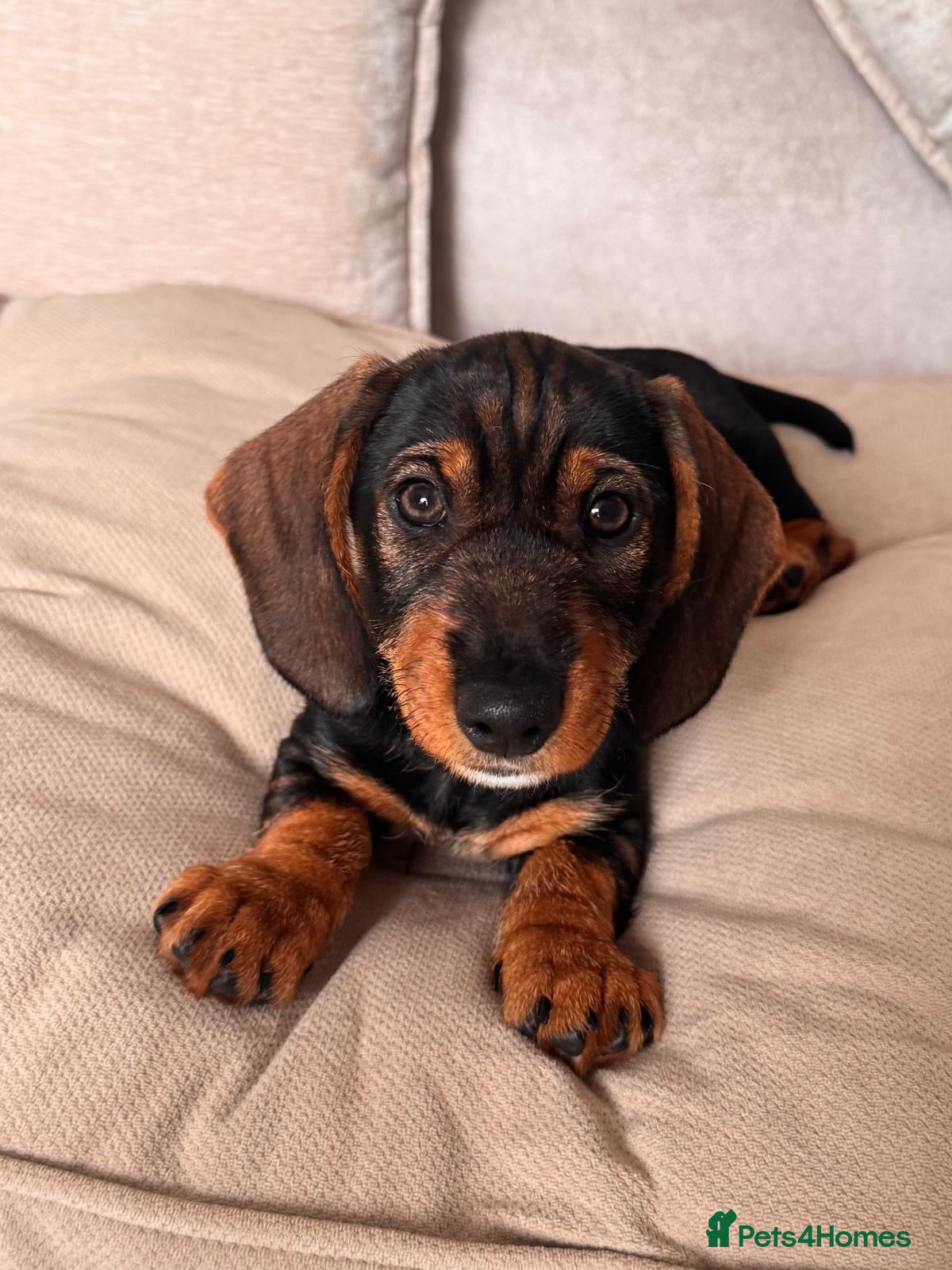 Dachshund dogs  READY To LEAVE last 1 left girl teckel pin haired - Advert 4