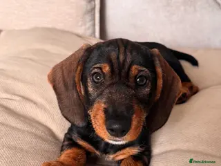 Dachshund dogs READY To LEAVE last 1 left girl teckel pin haired - Advert 4