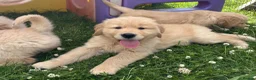 Golden Retriever dogs for sale: Beautiful KC Golden Retriever Puppies - Advert 21