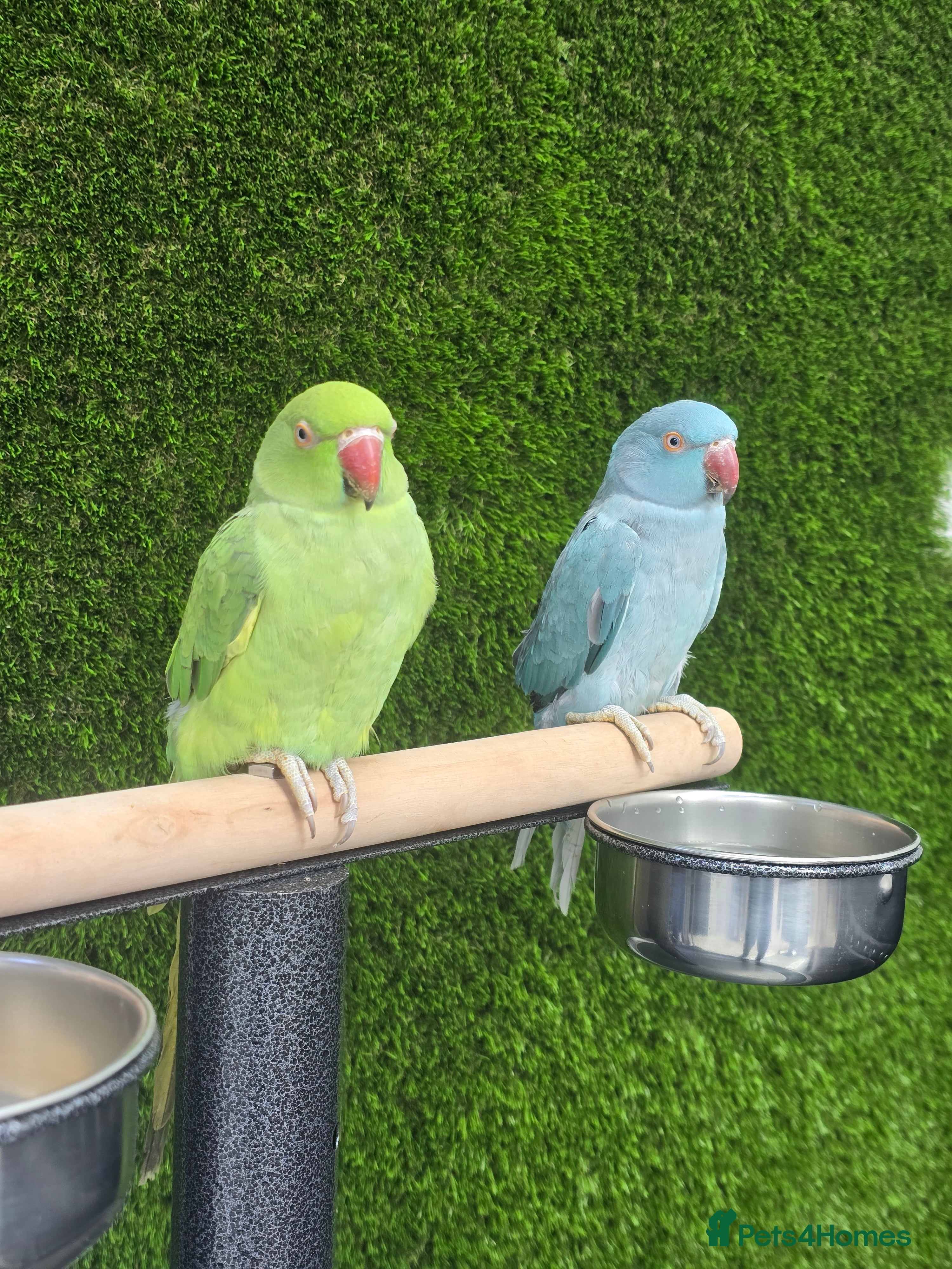 Lovebirds birds Ringneck Baby - Advert 15