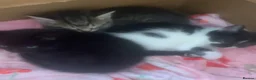 Domestic Shorthair cats for sale: Beautiful Black & Black/White Kittens Available in Colne - Advert 11