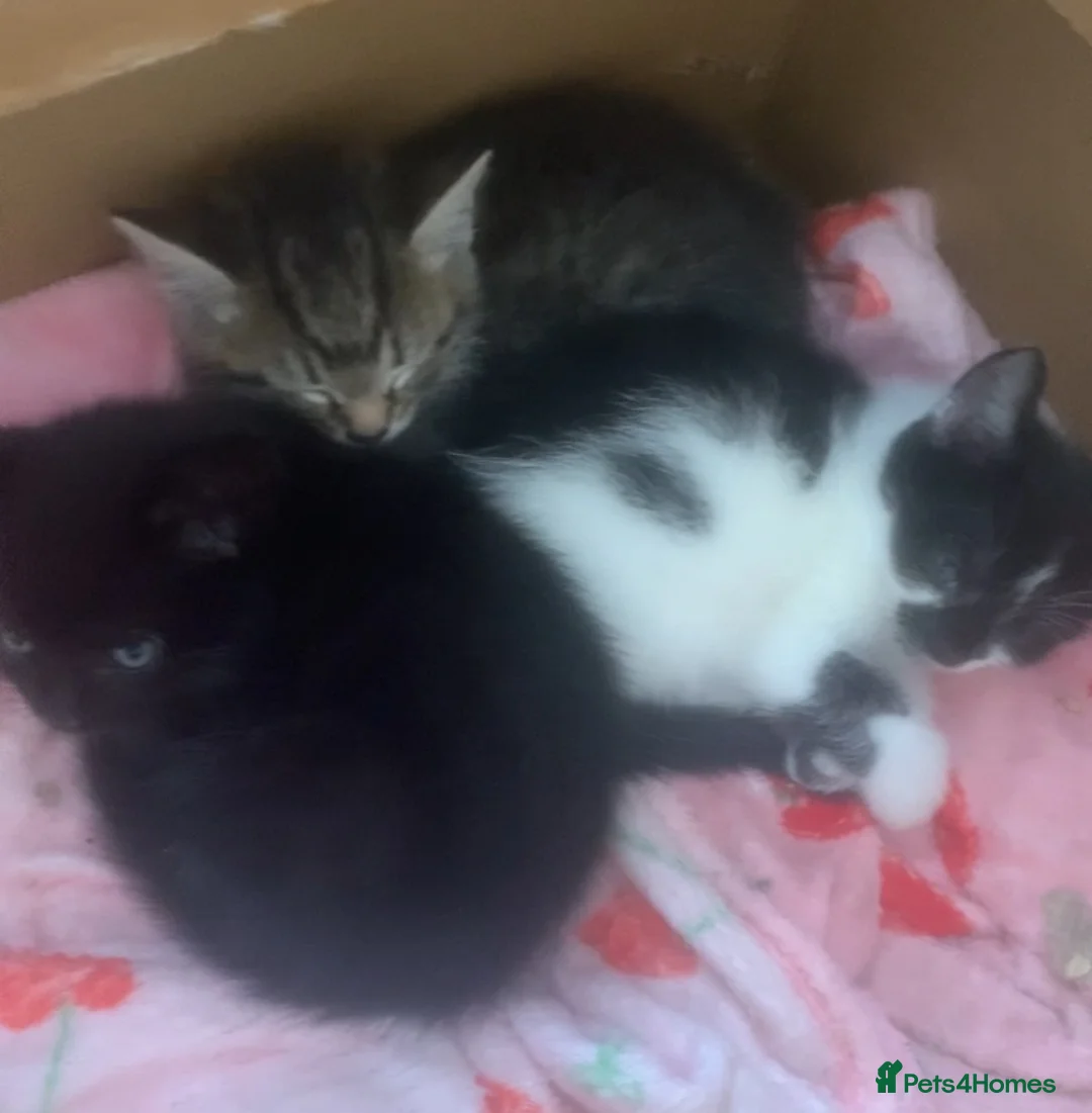 Domestic Shorthair cats for sale: Beautiful Black & Black/White Kittens Available in Colne - Advert 11