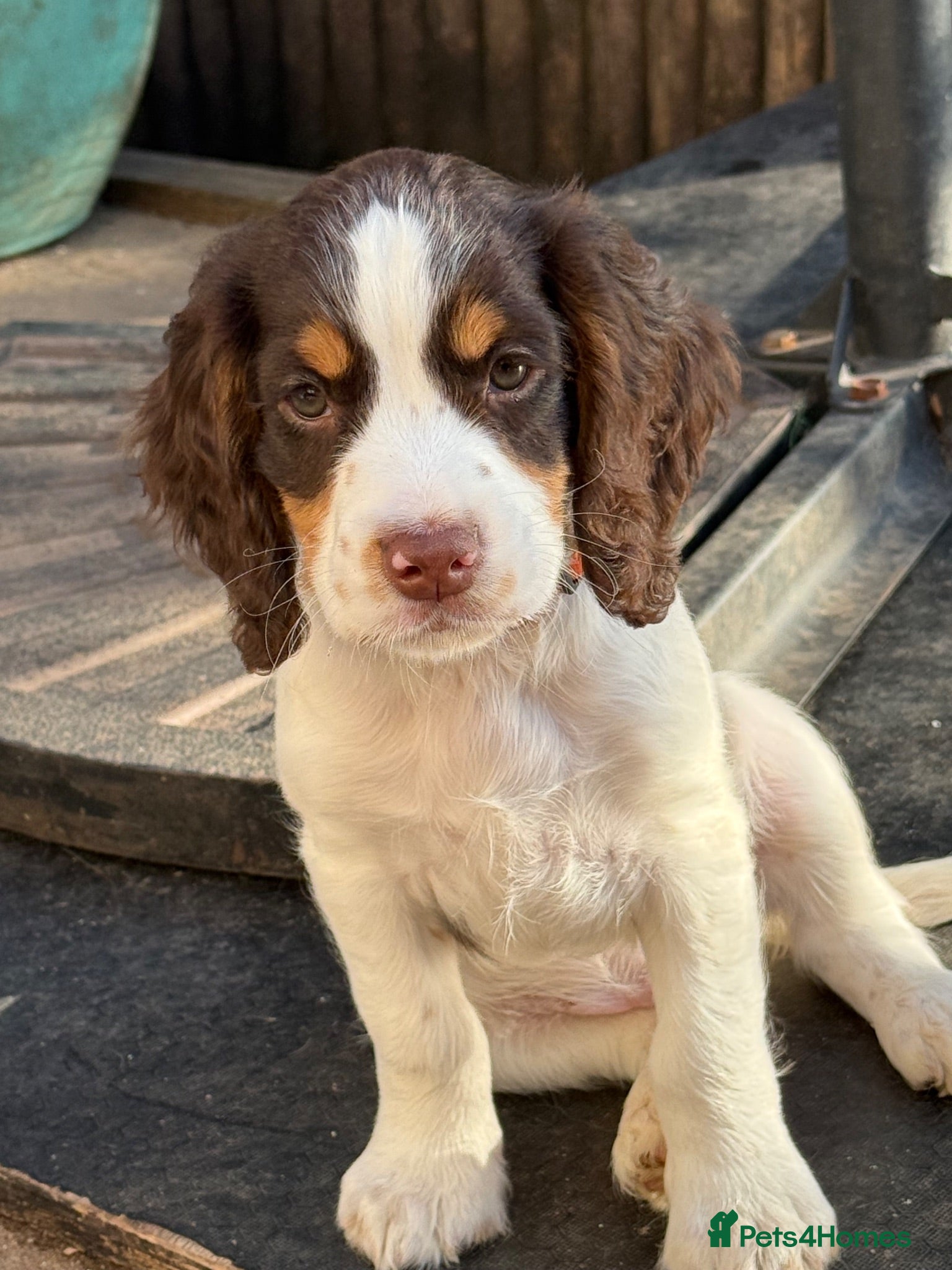Cocker Spaniel dogs Ready now! Chocolate Working Cocker Spaniels - Advert 9