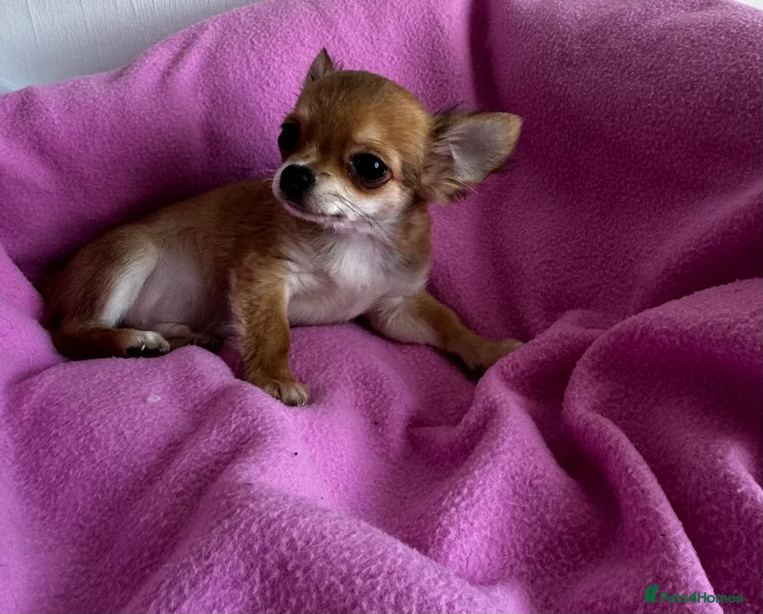 Chihuahua dogs for sale: KC reg Long hair tiny chihuahua for sale  - Advert 9