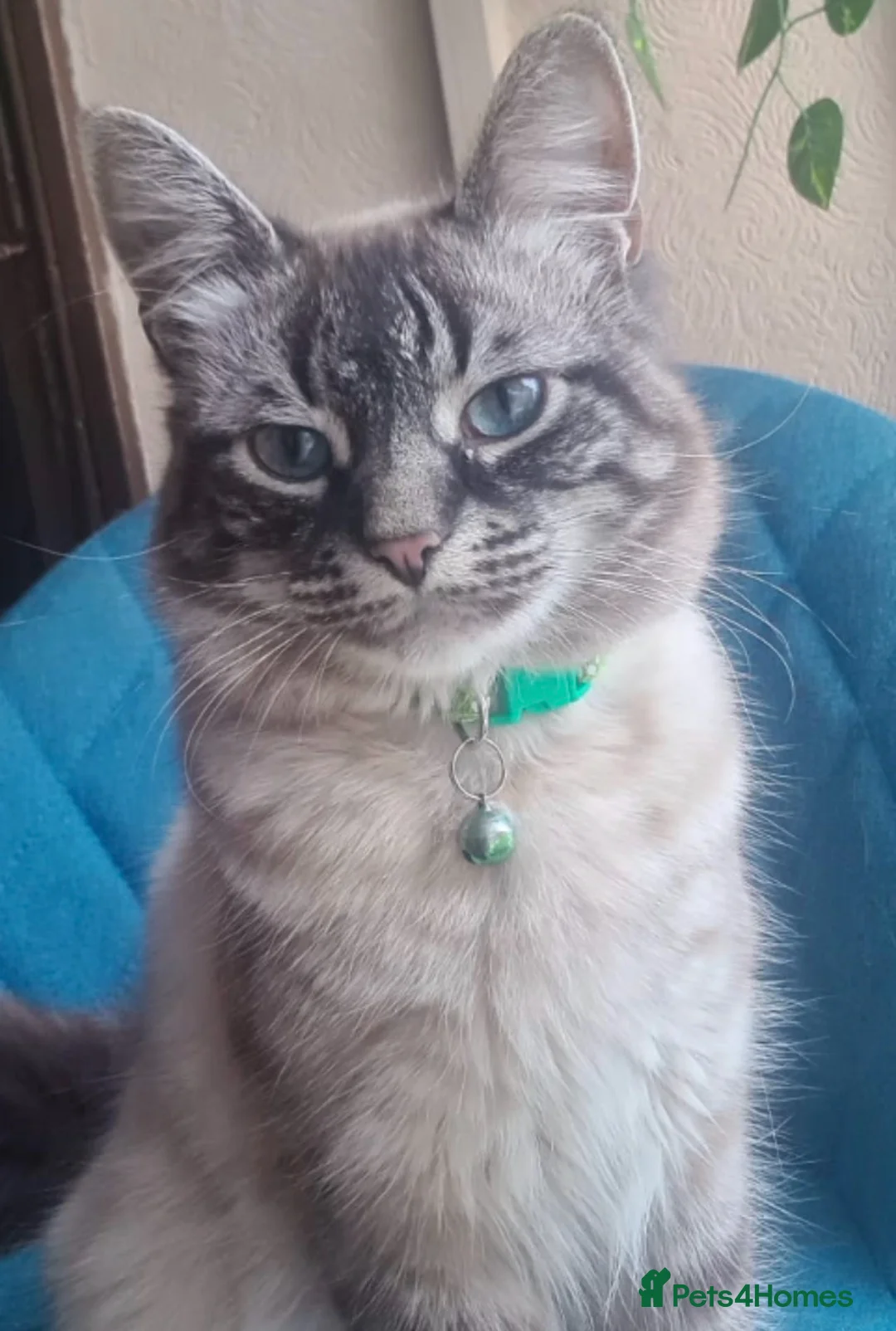 Siamese cats for sale: STUNNING SIAMESE LYNX POINT BOY AVAILABLE  - Advert 5