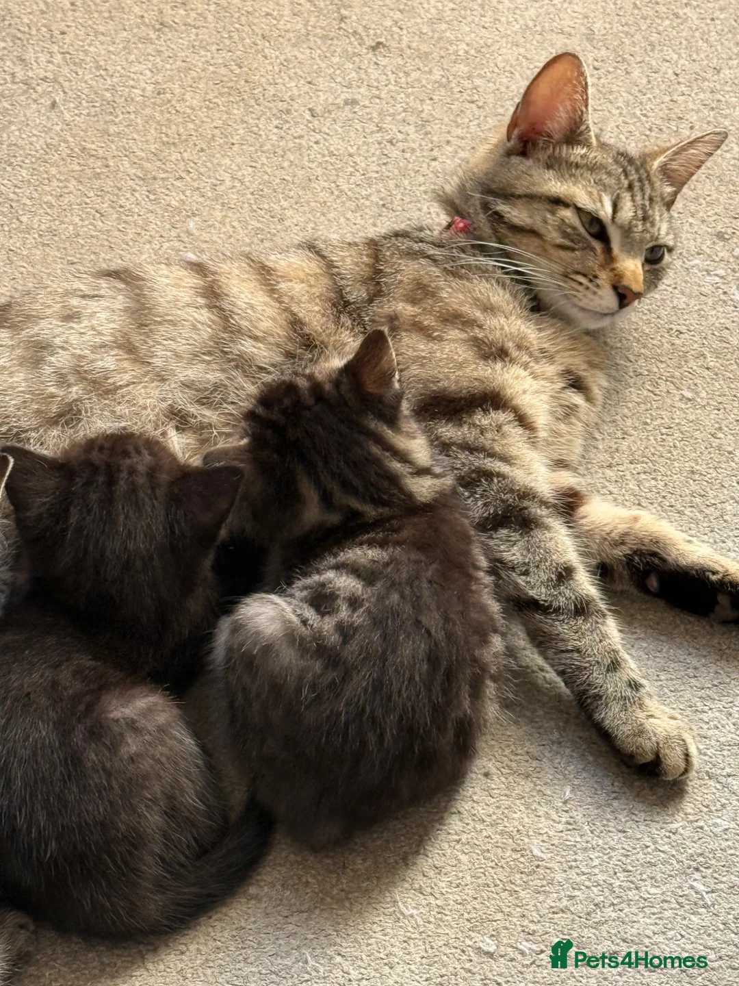 British Shorthair cats for sale: British Short hair X - Advert 2