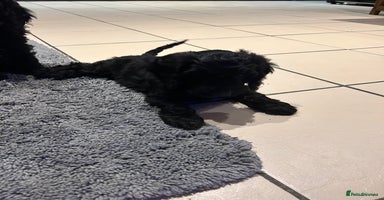 Cockapoo dogs - Advert 3