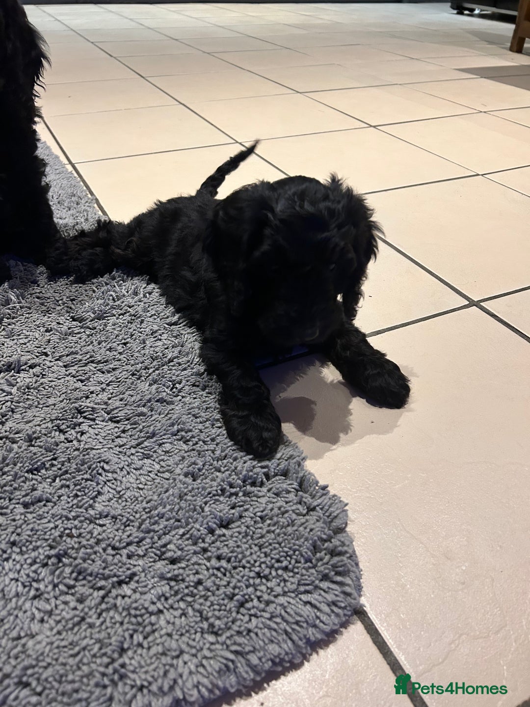 Cockapoo dogs for sale: Cockapoos puppies  - Image 2