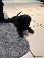 Cockapoo dogs - Advert 10