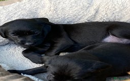Labrador Retriever dogs for sale: Fab Black Male and Female Fox Red Labrador Puppy - Image 3
