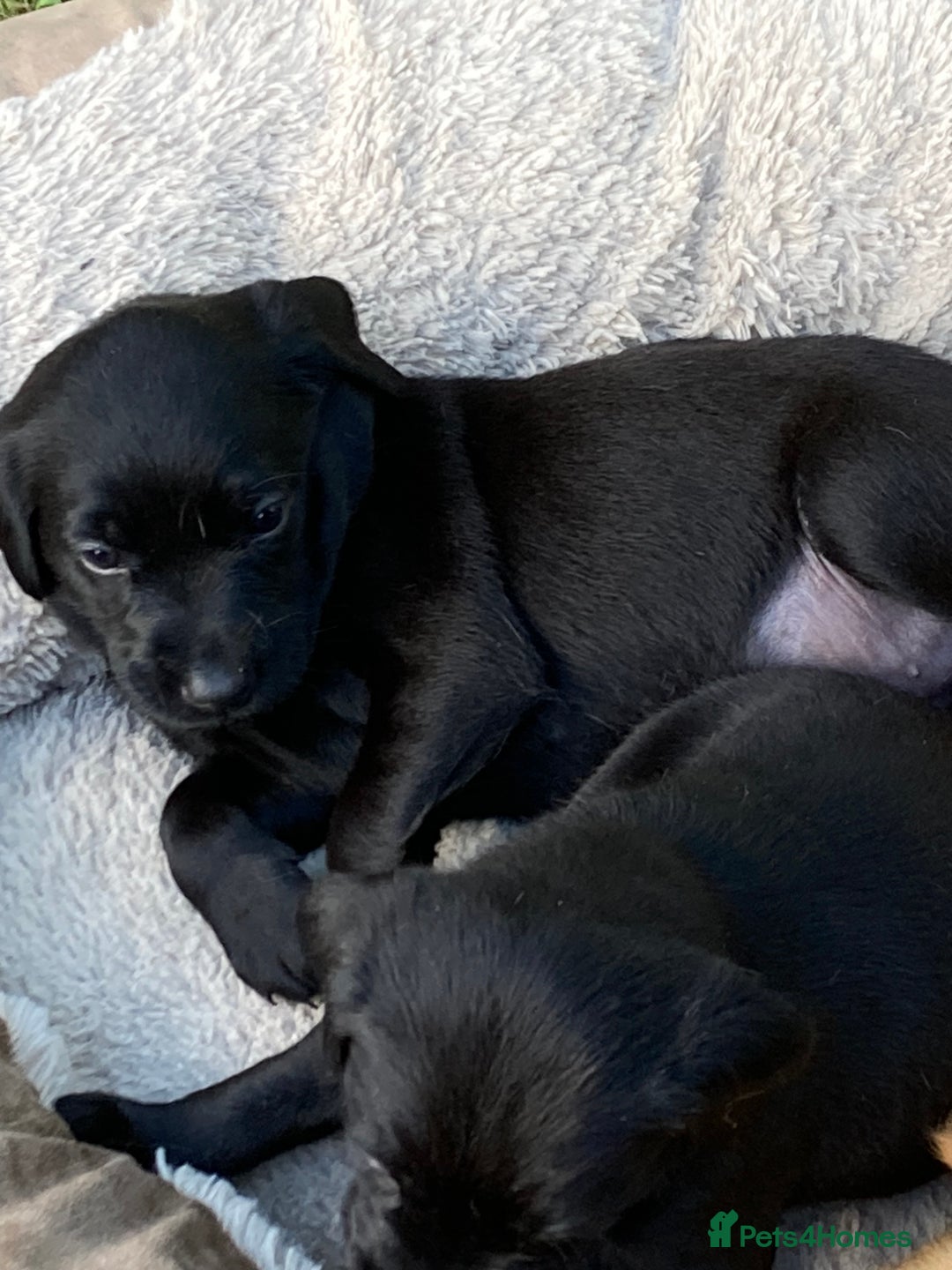 Labrador Retriever dogs for sale: Fab Black Male and Female Fox Red Labrador Puppy - Image 3