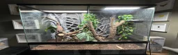 Gecko reptiles for sale: Leachianus Gecko, 2X Crested Geckos & Set Ups - Advert 9