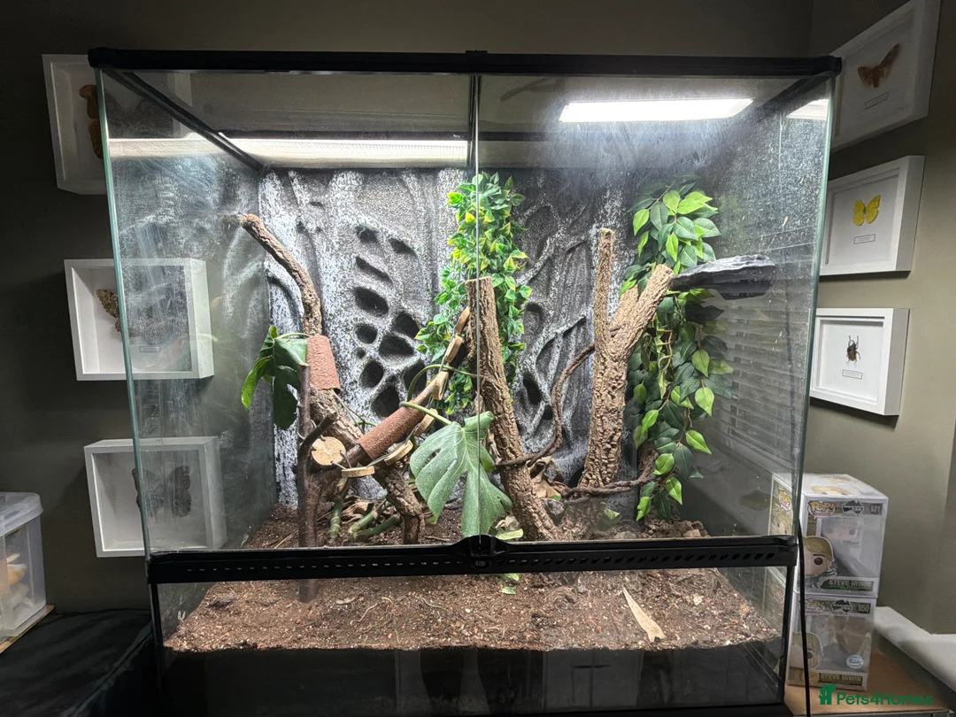 Gecko reptiles for sale: Leachianus Gecko, 2X Crested Geckos & Set Ups - Advert 9
