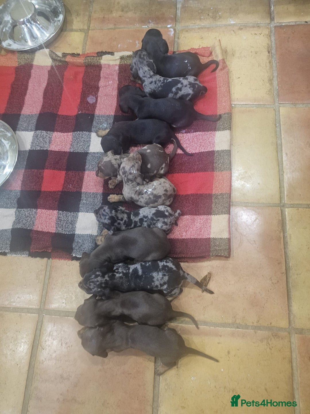 Miniature Dachshund dogs for sale: KC Registered Miniature Dachshund Puppies - Image 14