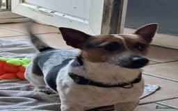Jack Russell dogs for adoption: Bandit - Hingham Norfolk  - Advert 5