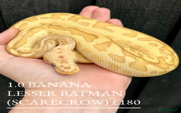 Python Snake reptiles for sale: Royal Pythons stunning morphs  - Image 6