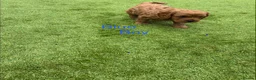 Cavapoo dogs for sale: Cavapoo puppies - Advert 4