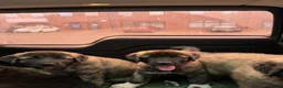 Mixed Breed dogs for sale: Live stock guardian/gard dogs in Scunthorpe - Advert 7