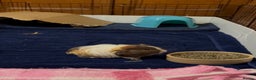 Guinea Pig rodents for sale: 2 Beautiful long haired girls  - Advert 26