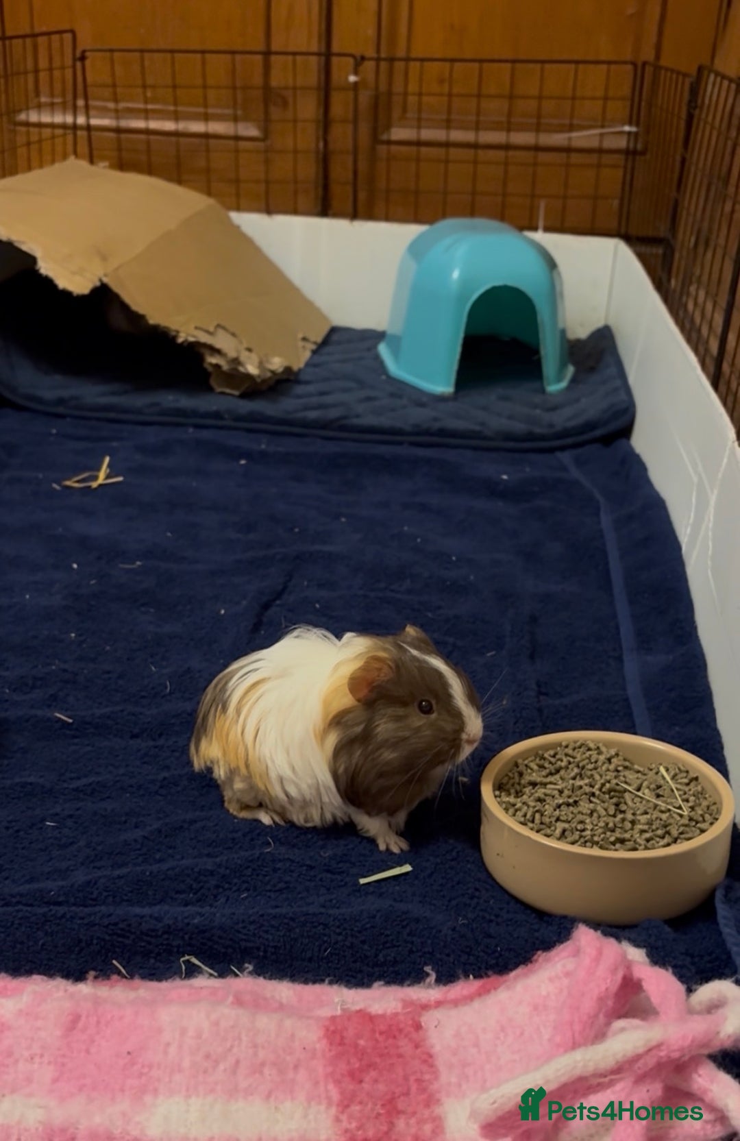 Guinea Pig rodents for sale: 2 Beautiful long haired girls  - Advert 26