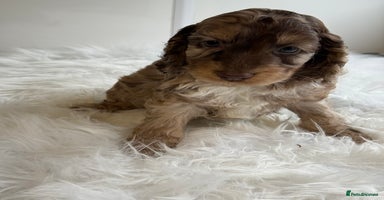 Cockapoo dogs - Advert 4