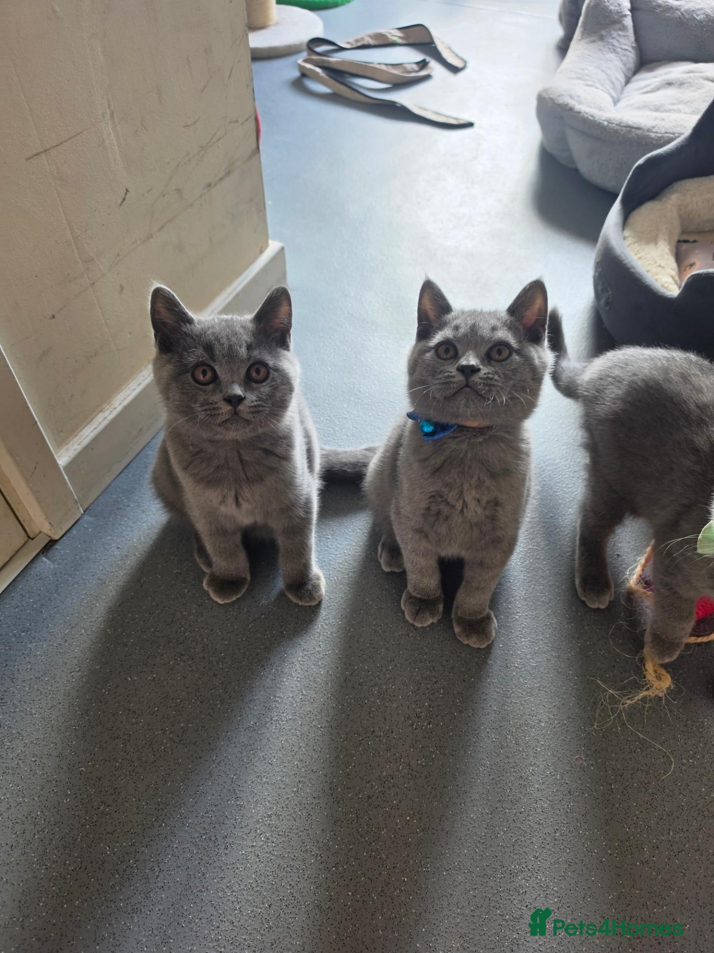 British Shorthair cats 2 straight ear boys and 4 fold girls,fluffy 🐾🐈‍⬛ - Advert 2