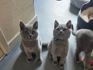 British Shorthair cats 2 straight ear boys and 4 fold girls,fluffy 🐾🐈⬛ - Advert 9