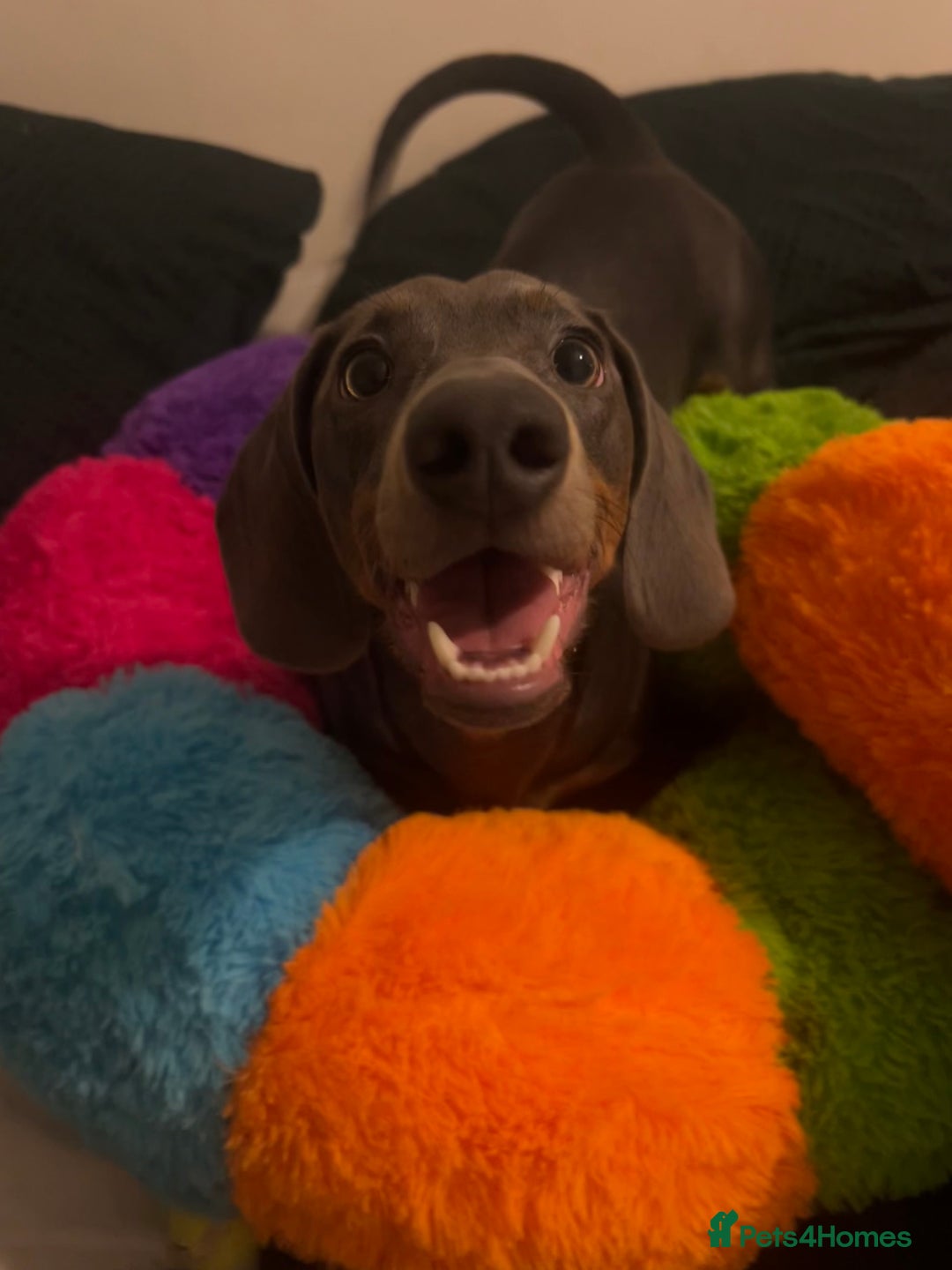 Dachshund dogs for sale: Blue and Tan Dachshund Boy Otis - Image 8