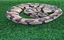Python Snake reptiles for sale: Pastel enchi het pied python - Image 1