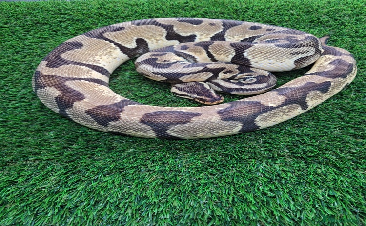 Python Snake reptiles - Advert 1