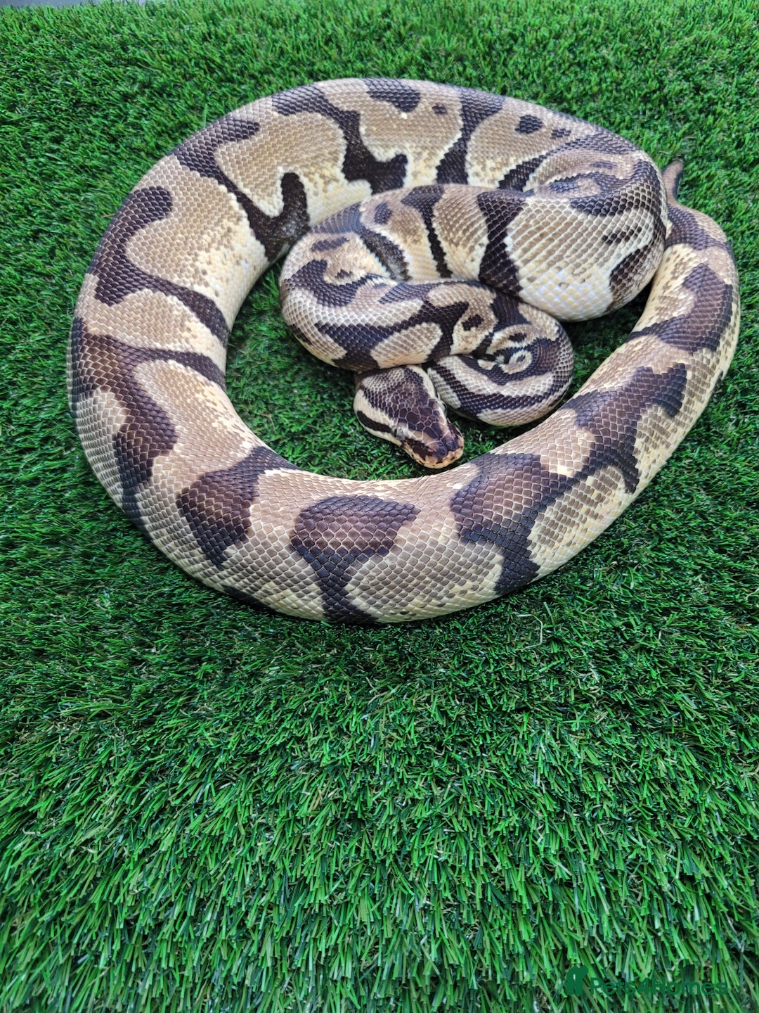 Python Snake reptiles for sale: Pastel enchi het pied python - Image 1