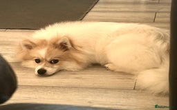 Pomeranian dogs for sale: 🐾 🐶 Adorable Purebred Pomeranian Boy 🐶 🐾 - Image 10