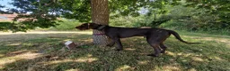 German Wirehaired Pointer dogs for sale: German wirehaired pointer lad in Reading - Advert 2