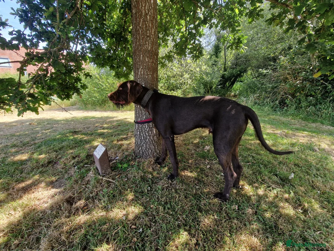 German Wirehaired Pointer dogs for sale: German wirehaired pointer lad in Reading - Advert 2