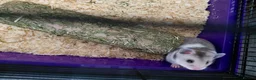 Hamster rodents for sale: Hamster and cage free to good home in Tamworth - Advert 5