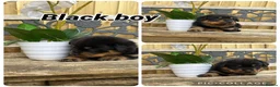 Rottweiler dogs for sale: Quality KC Rottweiler puppies 🐶  - Advert 6