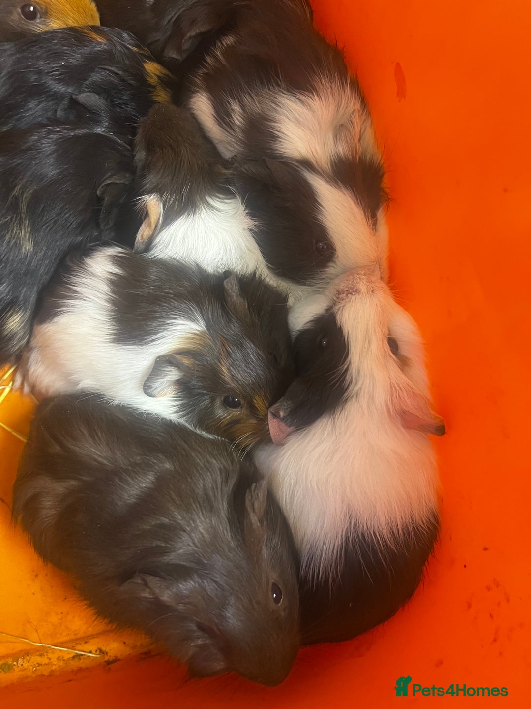 Guinea Pig rodents for sale: Beautiful male baby  guinea pigs - Image 2
