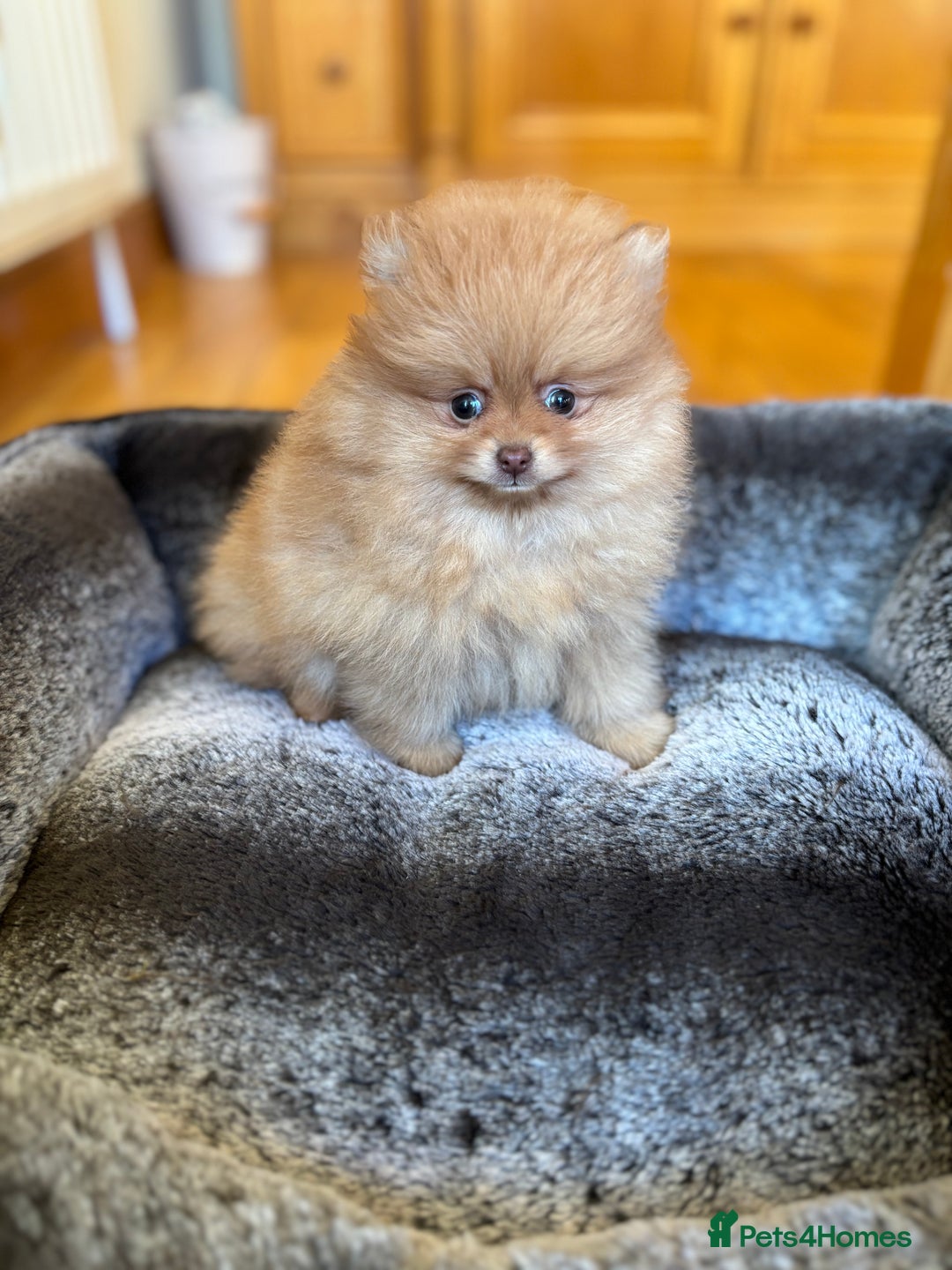 Pomeranian dogs for sale: Stunning Orange Boy - Advert 1