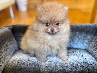 Pomeranian dogs Stunning Orange Boy - Advert 1