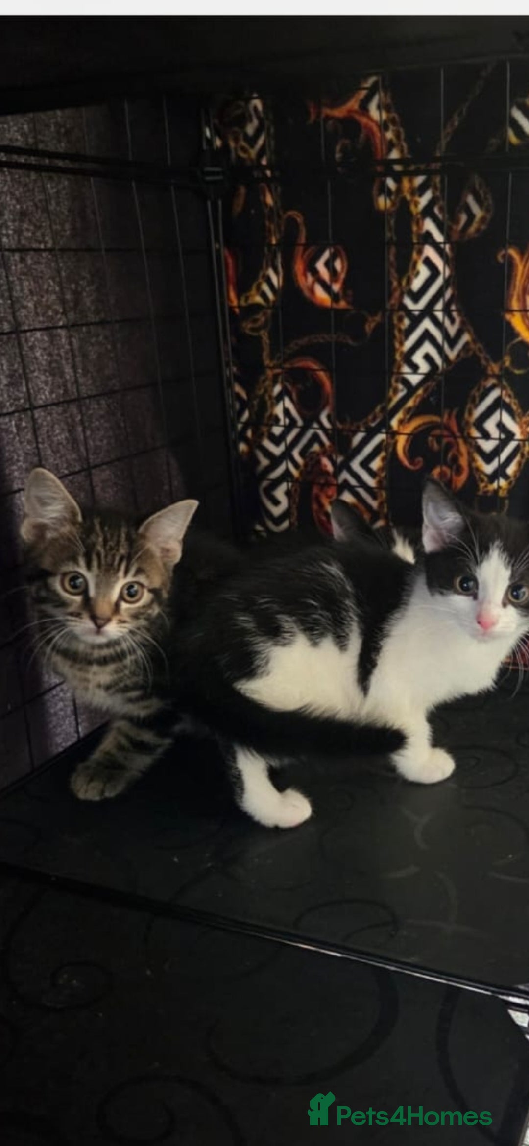 Mixed Breed cats for sale: Gorgeous kittens ready - Advert 3