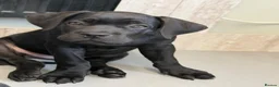 Cane Corso dogs for sale: 🐾 1 BOY LEFT CANE CORSO PUPPIES🐾 - Advert 2
