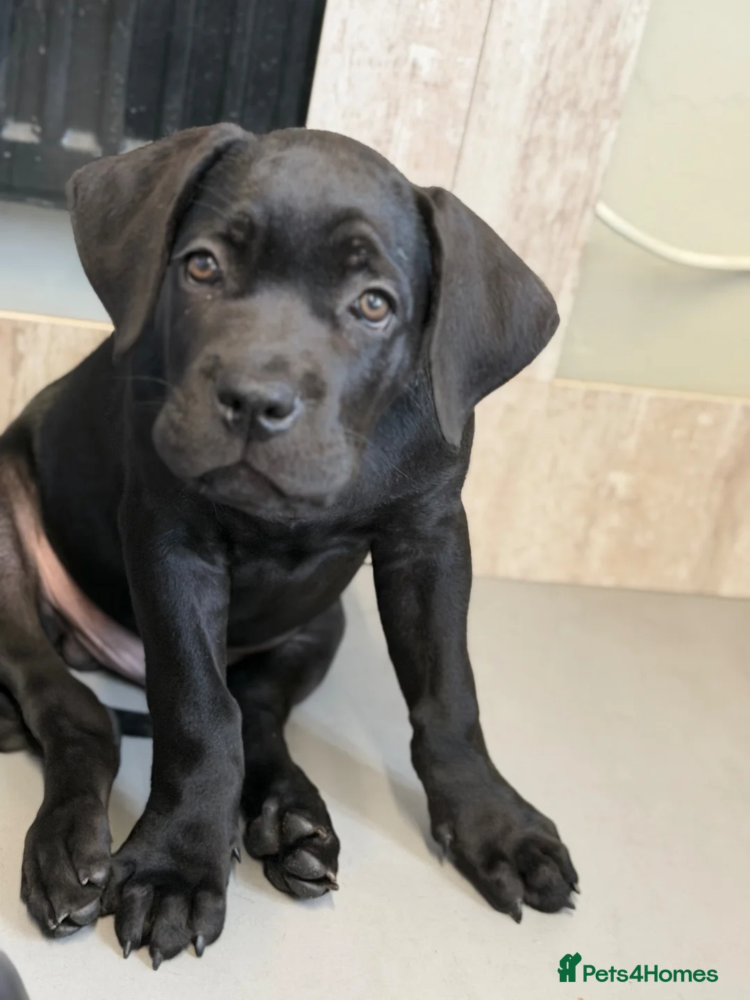 Cane Corso dogs for sale: 🐾 1 BOY LEFT CANE CORSO PUPPIES🐾 - Advert 2